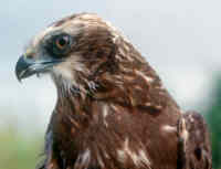 The Harrier. By Chris Gomersall, courtesy of rspbimages.com